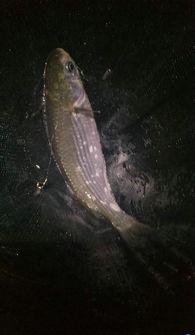 淡水夜钓大事件爆料最新,激情四溢的夜幕捕鱼盛宴